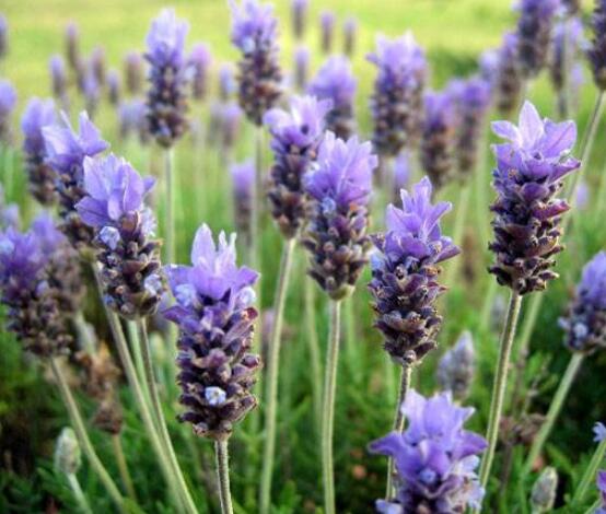 薰衣草的花語(yǔ)是什么，代表著心心相印、愛情的等待