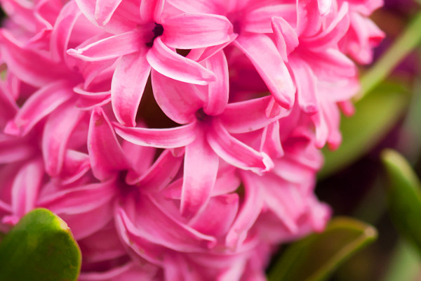 風(fēng)信子球怎么養(yǎng)才發(fā)芽