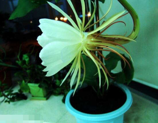 曇花的種植方法，教你最簡單五個步驟(存活率高)