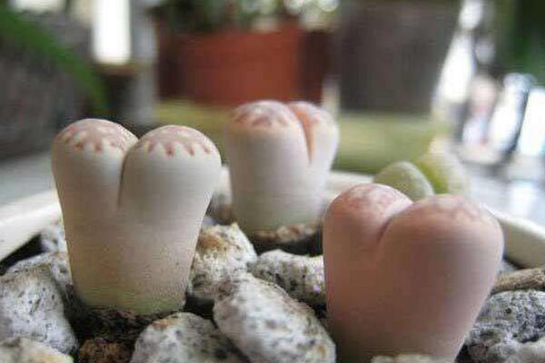 生石花徒長了怎么辦，四步教你抑制生石花徒長