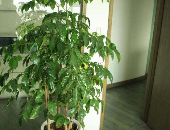 幸福樹怎么繁殖，教你三種繁殖方法(播種/壓條/扦插)