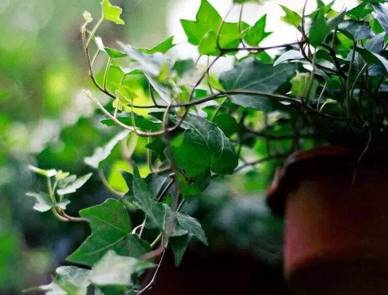 常春藤葉子發(fā)蔫咋補(bǔ)救，適合的光照和溫度很重要