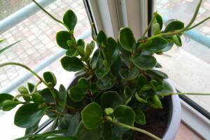 碧玉會開花嗎，碧玉什么季節(jié)開花(春季盛開)