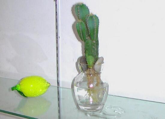 仙人掌可以水培嗎，仙人掌水培方法和注意事項(xiàng)