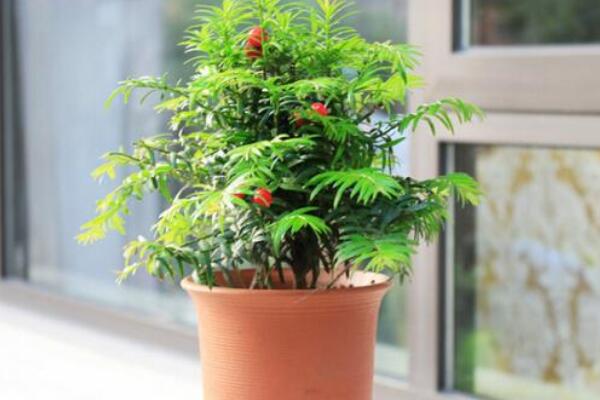 紅豆杉盆景養(yǎng)殖方法，做好這五步是關(guān)鍵