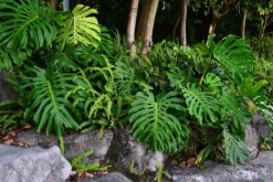 龜背竹葉子邊緣發(fā)黃怎么辦，控制溫度并做好遮陰措施