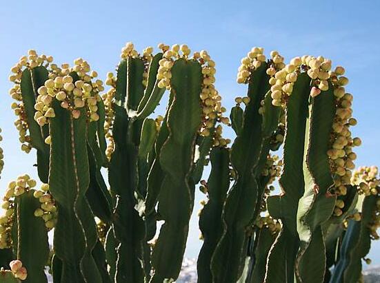 仙人掌真的能吸收輻射嗎，仙人掌吸收輻射只是一種謠傳