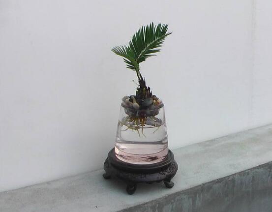 鐵樹可以水培嗎，鐵樹水培方法