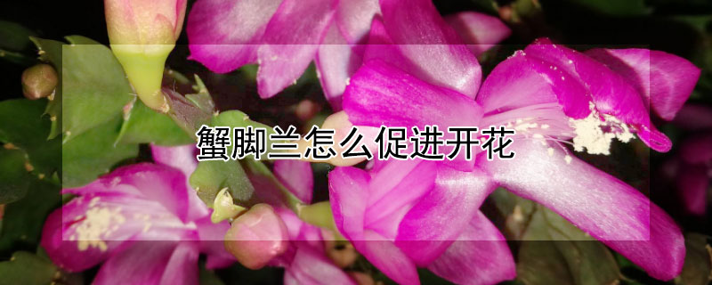 蟹腳蘭怎么促進(jìn)開(kāi)花
