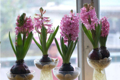 風(fēng)信子花謝了怎么處理，花謝了不要丟、保留種球來年還可以開花