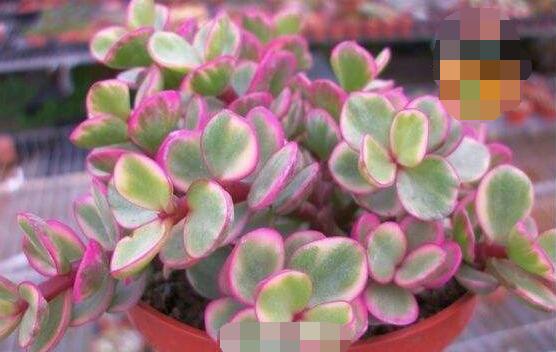 雅樂(lè)之舞怎么養(yǎng)出粉色，盆土合理/肥水結(jié)合/光照溫度適當(dāng)