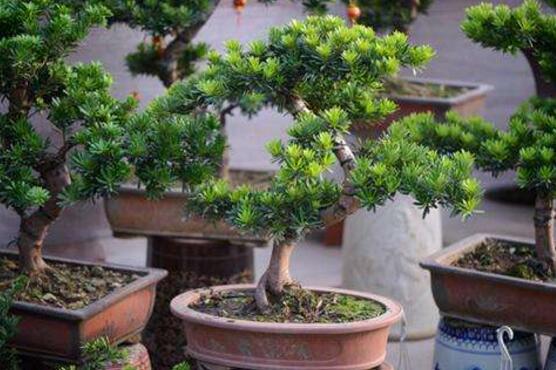 盆栽羅漢松怎么養(yǎng)，盆栽羅漢松養(yǎng)殖方法