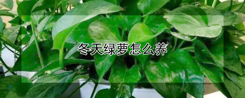 冬天綠蘿怎么養(yǎng)