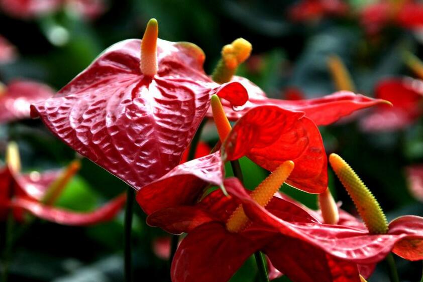 紅掌用什么土栽培，疏松、透氣、有營養(yǎng)很關(guān)鍵