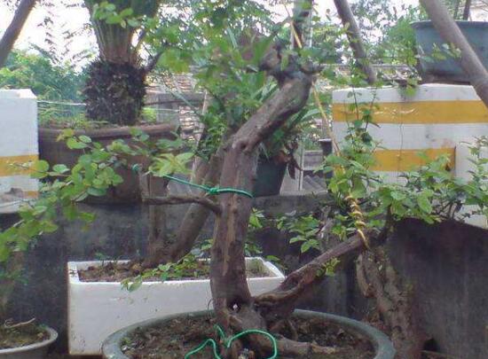 九里香怎么繁殖，九里香扦插繁殖方法