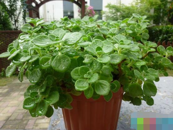 碰碰香怎么換盆，做好脫盆處理修剪根系/春季最佳