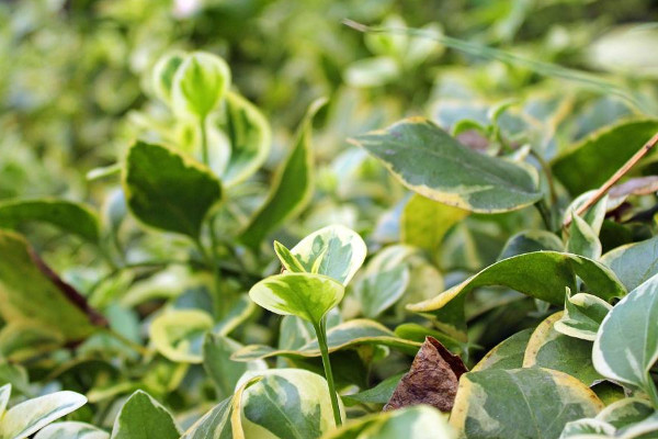 碧玉開(kāi)花后怎么修剪