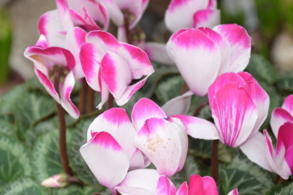 仙客來(lái)葉面能噴水嗎