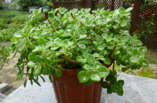 碰碰香怎么養(yǎng)茂盛，只需做好五個(gè)要點(diǎn)盆盆爆滿