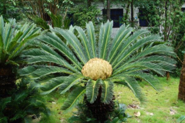 鐵樹一年發(fā)幾次新葉