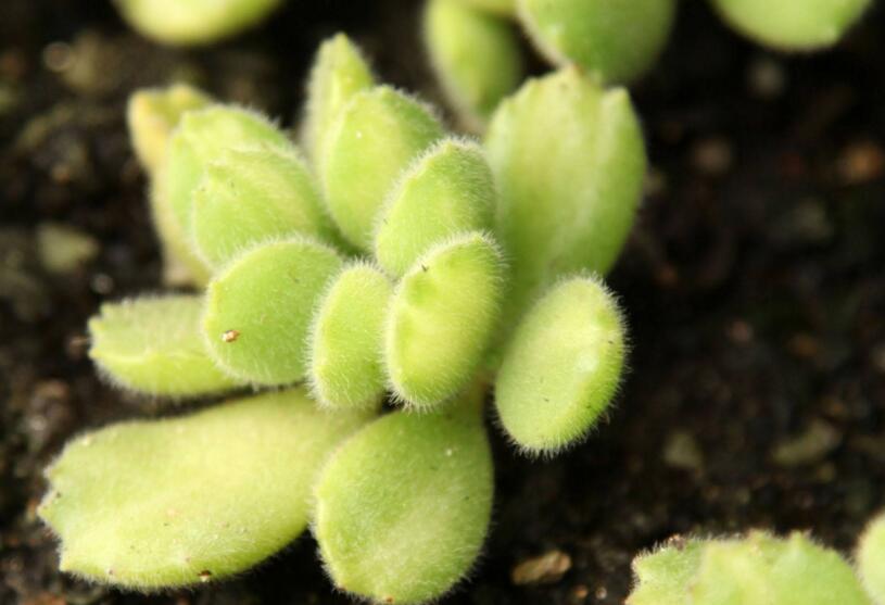 熊童子爛根了怎么辦，要及時的減少水份的補(bǔ)給和更換土壤