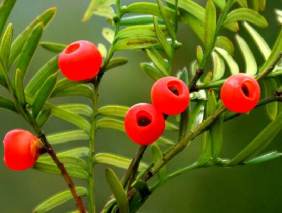 紅豆杉適合擺放在哪里，盤點(diǎn)風(fēng)水最好的五個(gè)位置