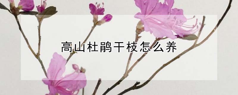高山杜鵑干枝怎么養(yǎng)