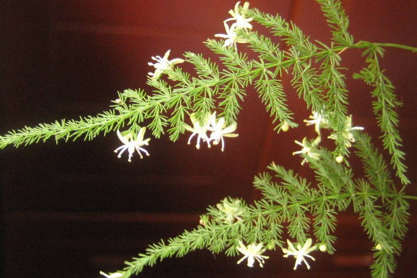 文竹開(kāi)花是好兆頭嗎，象征好運(yùn)來(lái)臨生活幸福