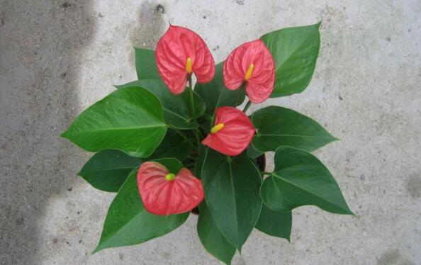 紅掌的催花方法，加強(qiáng)日常管理（溫度、光照、通風(fēng)、肥水）