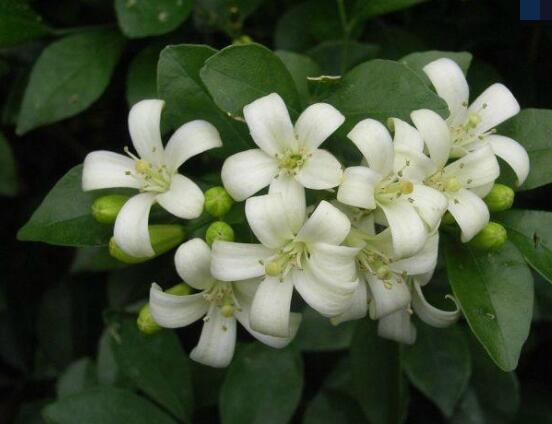 九里香每年開多少次花，一年獨(dú)開一次花(花期4-8月)