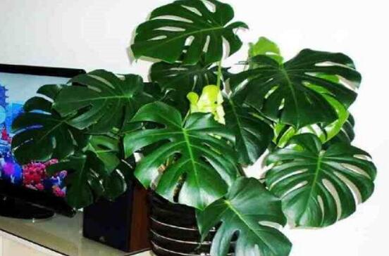 龜背竹的修剪方法圖解，主要以整株、枝頂、整修修剪為主