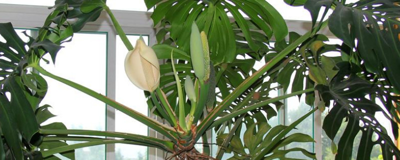 龜背竹怎么養(yǎng)得粗壯