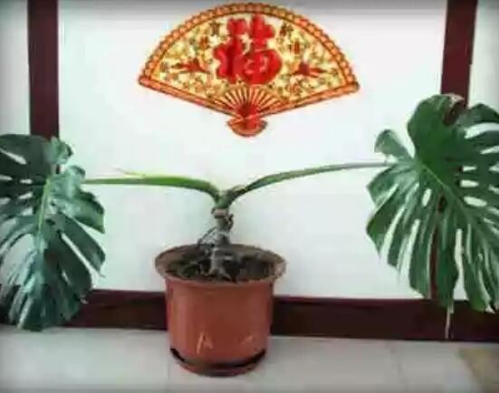 龜背竹滴水是怎么回事，只是一種正常的吐水現(xiàn)象(水分充足)