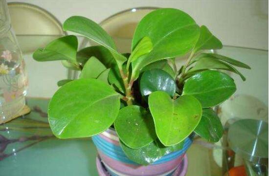 碧玉長(zhǎng)高了怎么修剪，碧玉花的修剪方法圖解