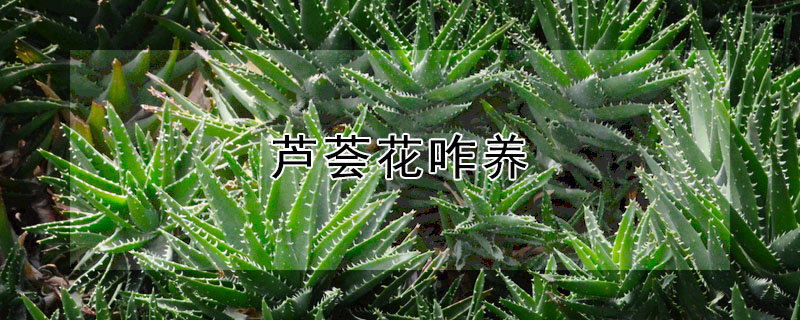 蘆薈花咋養(yǎng)
