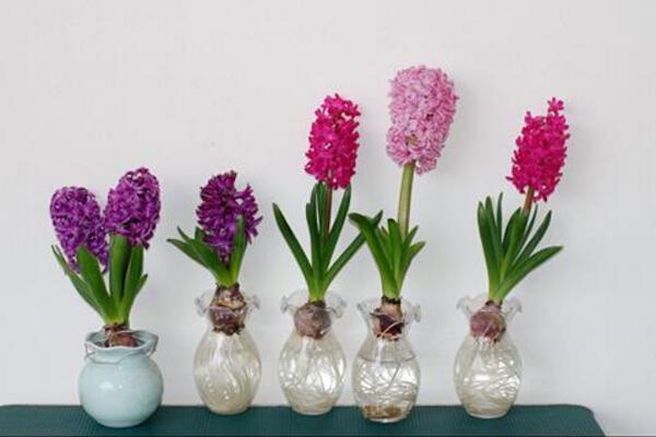 風(fēng)信子開(kāi)花后怎么處理