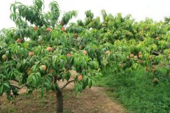 桃花的病害防治，4種常見(jiàn)病害講解