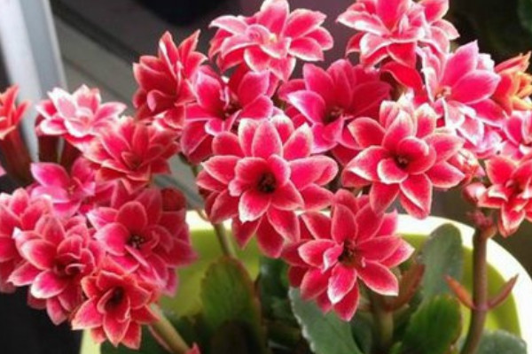 長(zhǎng)壽花春天開(kāi)花嗎