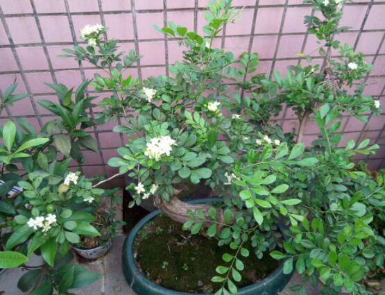 九里香剪枝后多久開花，春季修剪最佳/百天后花開爆盆