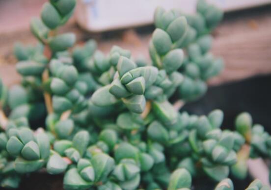 碧玉蓮葉子發(fā)黃變軟怎么辦，教你四種原因以及解決辦法