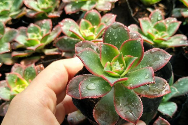 艷日輝秋天養(yǎng)殖方法