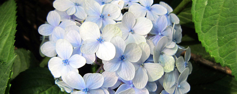 繡球如何快速開(kāi)花