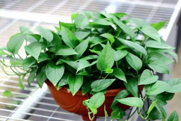 幸福樹怎么扦插，只需要掌握簡單的幾步即可