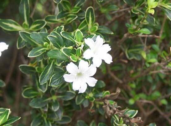 六月雪葉子發(fā)黑脫落怎么辦，做好三個要點即可恢復綠意