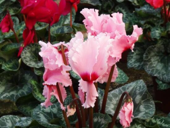 仙客來(lái)葉子嚴(yán)重發(fā)黃，老農(nóng)總結(jié)最直觀三種解決辦法