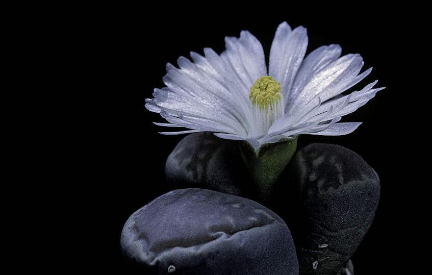 生石花用什么土最好，適宜的土壤配制