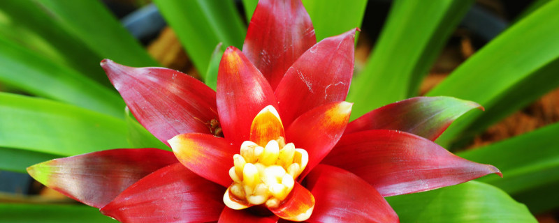 鴻運(yùn)當(dāng)頭花生蟲(chóng)了怎么辦