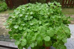 碰碰香老樁怎樣修剪，主要修剪多余的枝條