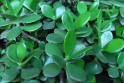 玉樹的藥用價值，催乳抗癌治癬