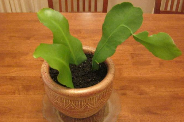 曇花怎么扦插，建議在5~6月份之間扦插最好